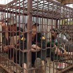 从假金条到跨国铁笼,多少人用命写剧本-彩金论坛-白菜社区-白菜论坛